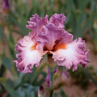 Social Graces Iris Thumbnail